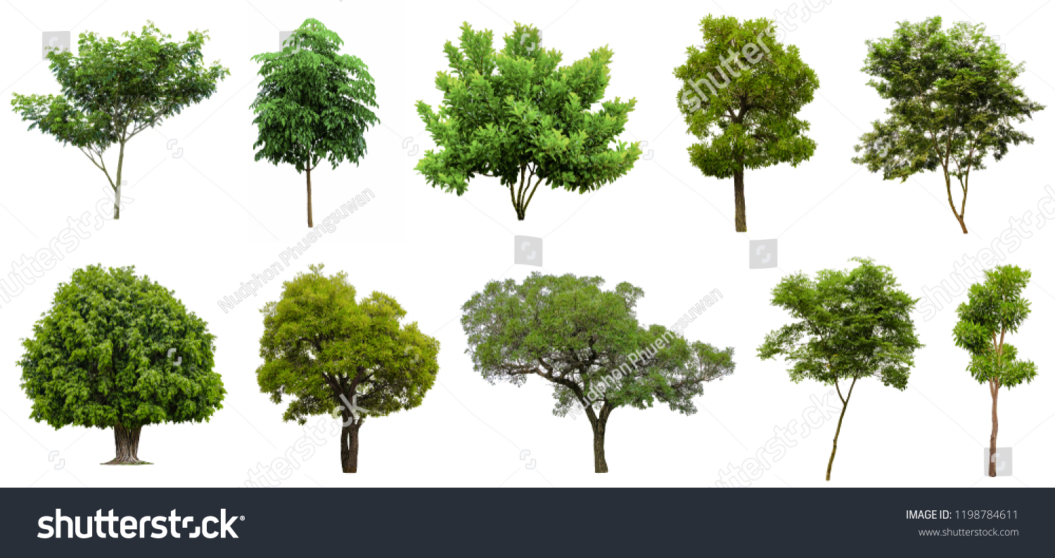 Collection Beautiful Trees Isolated on white background , Suitable for use in architectural design , Decoration work , Used with natural articles both on print and website. #1198784611