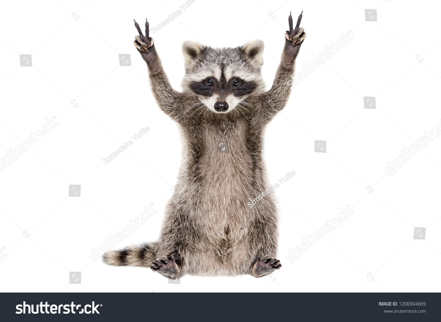 Funny raccoon, showing a sign peace, isolated on white background #1200904669