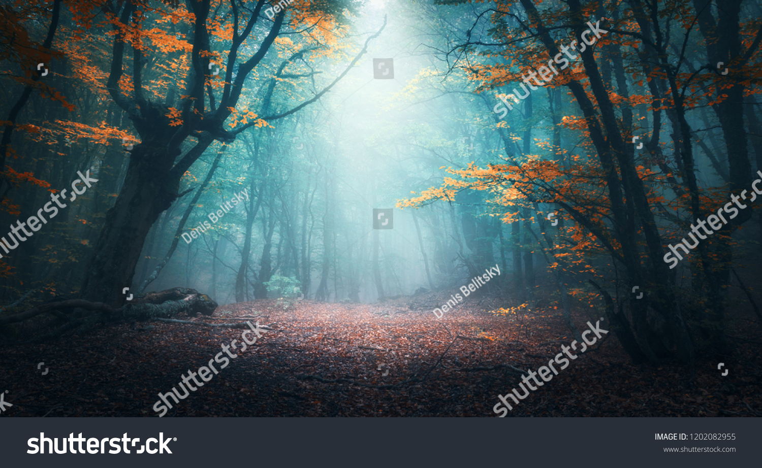 Beautiful mystical forest in blue fog in autumn. Colorful landscape with enchanted trees with orange and red leaves. Scenery with path in dreamy foggy forest. Fall colors in october. Nature background #1202082955