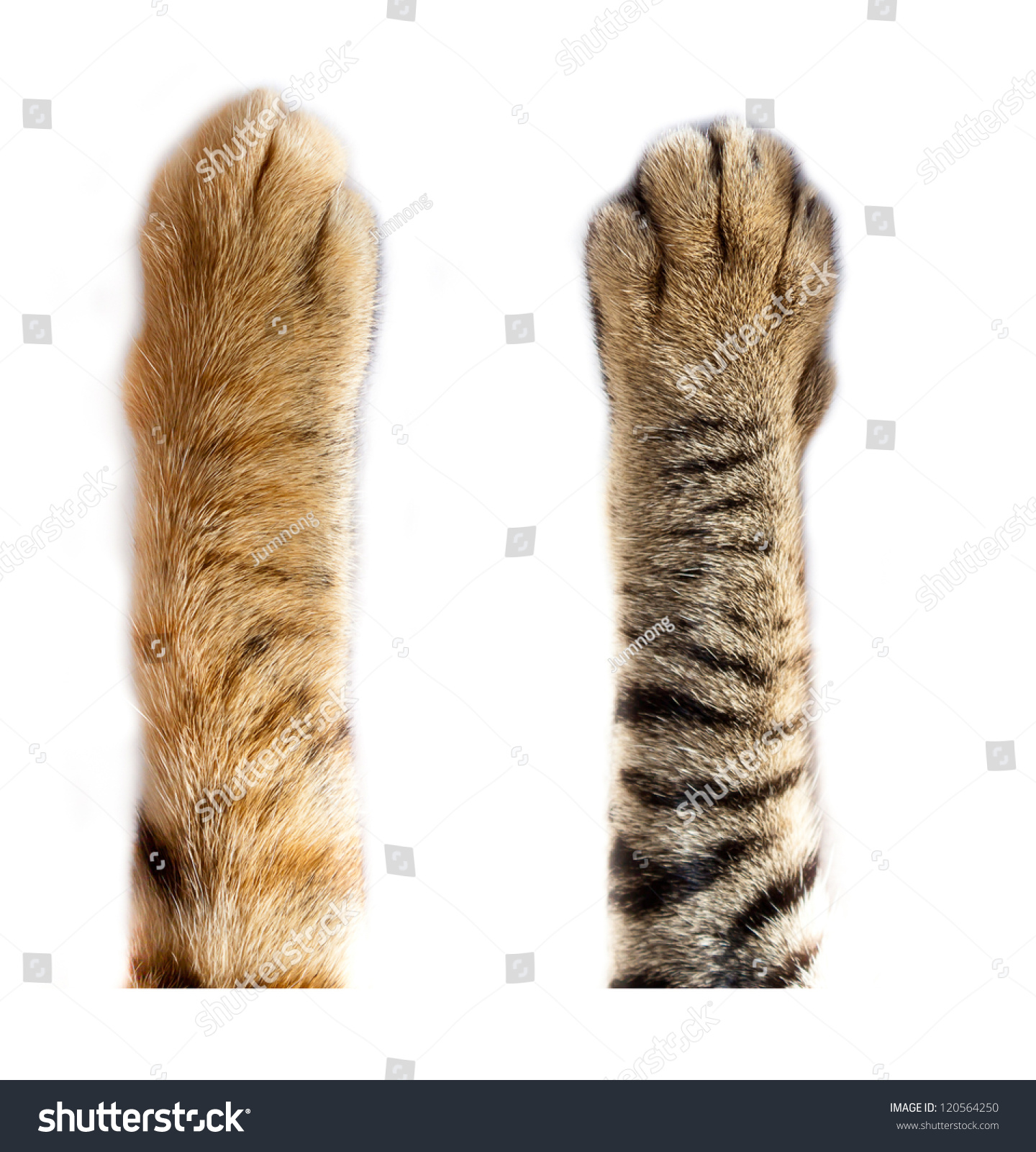 cat paws on white background #120564250