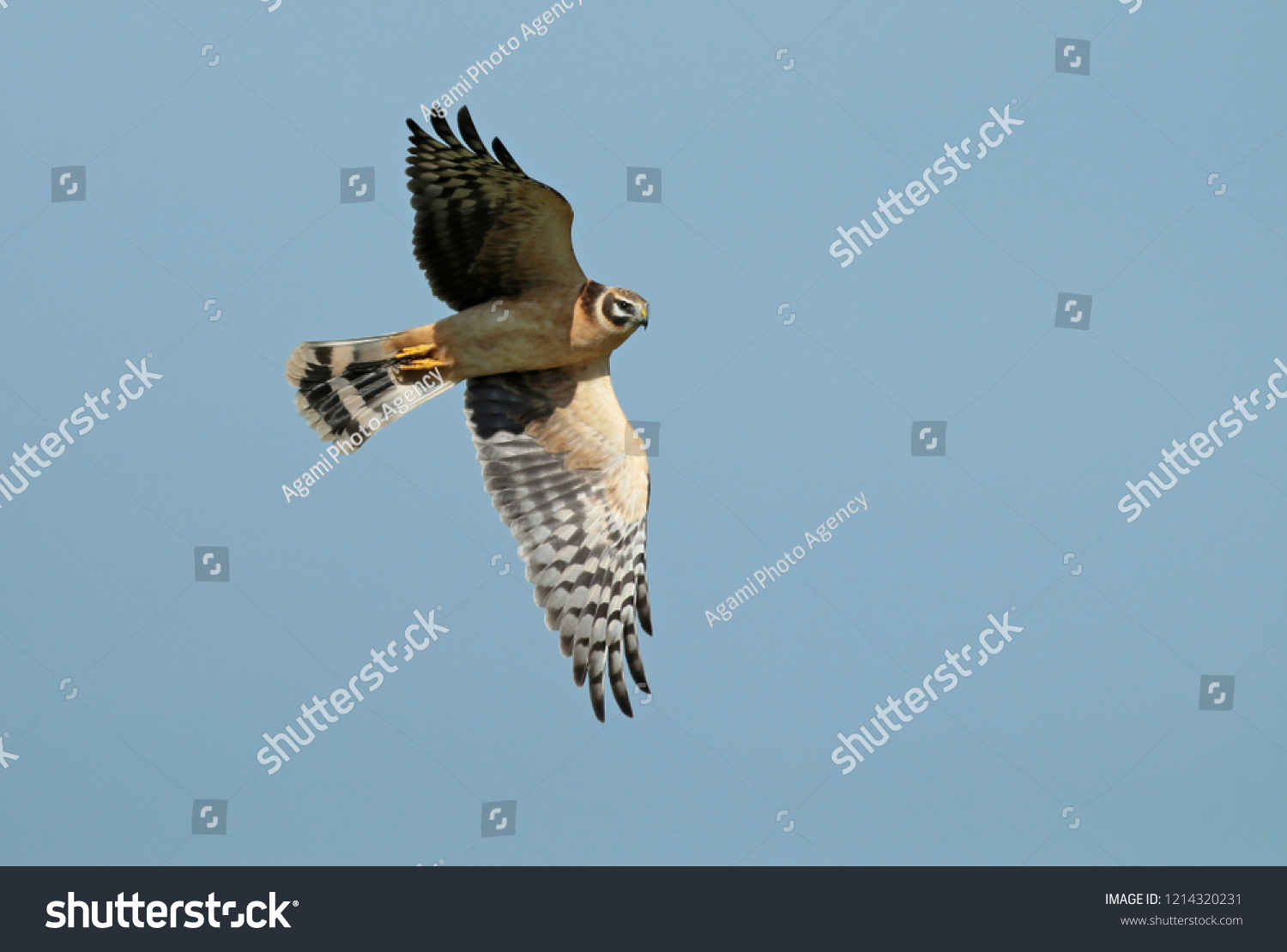 Pallid harrier (Circus macrourus), immature female in flight seen from the side showing under wing. #1214320231