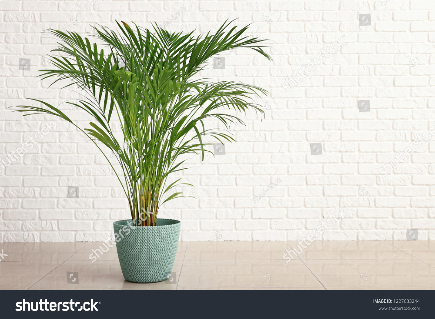Decorative Areca palm near white brick wall #1227633244