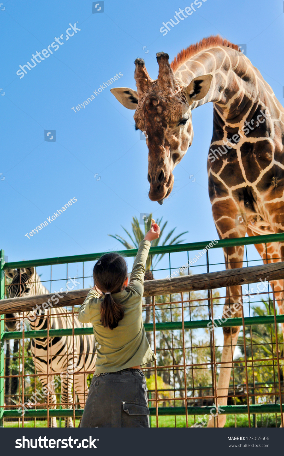 Girl Feeding Giraffe at Zoo #123055606