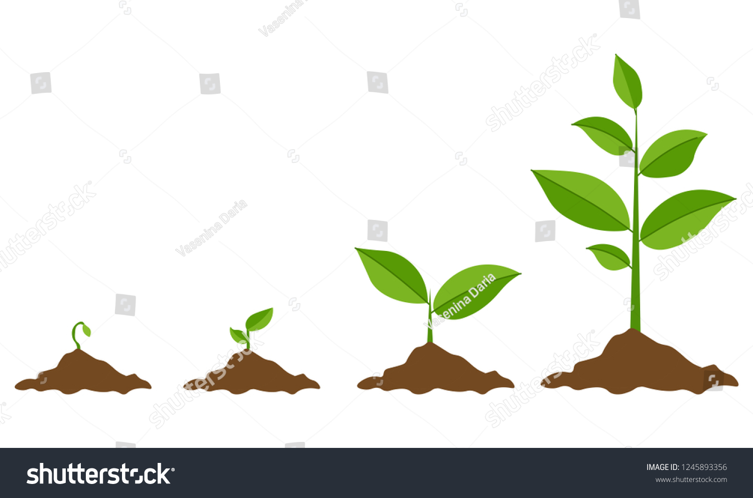 Phases plant growing. Planting tree infographic. Evolution concept. Sprout, plant, tree growing agriculture icons. Vector illustration in flat style #1245893356