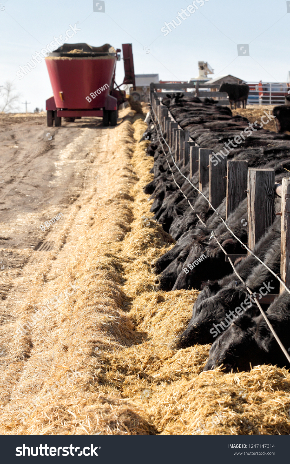 Black angus cows feeding at a feedlot operation #1247147314