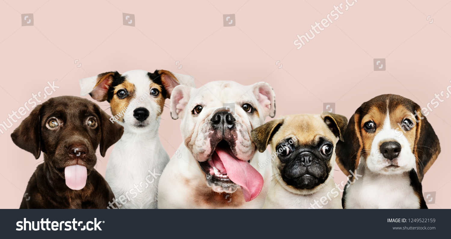 Group portrait of adorable puppies #1249522159