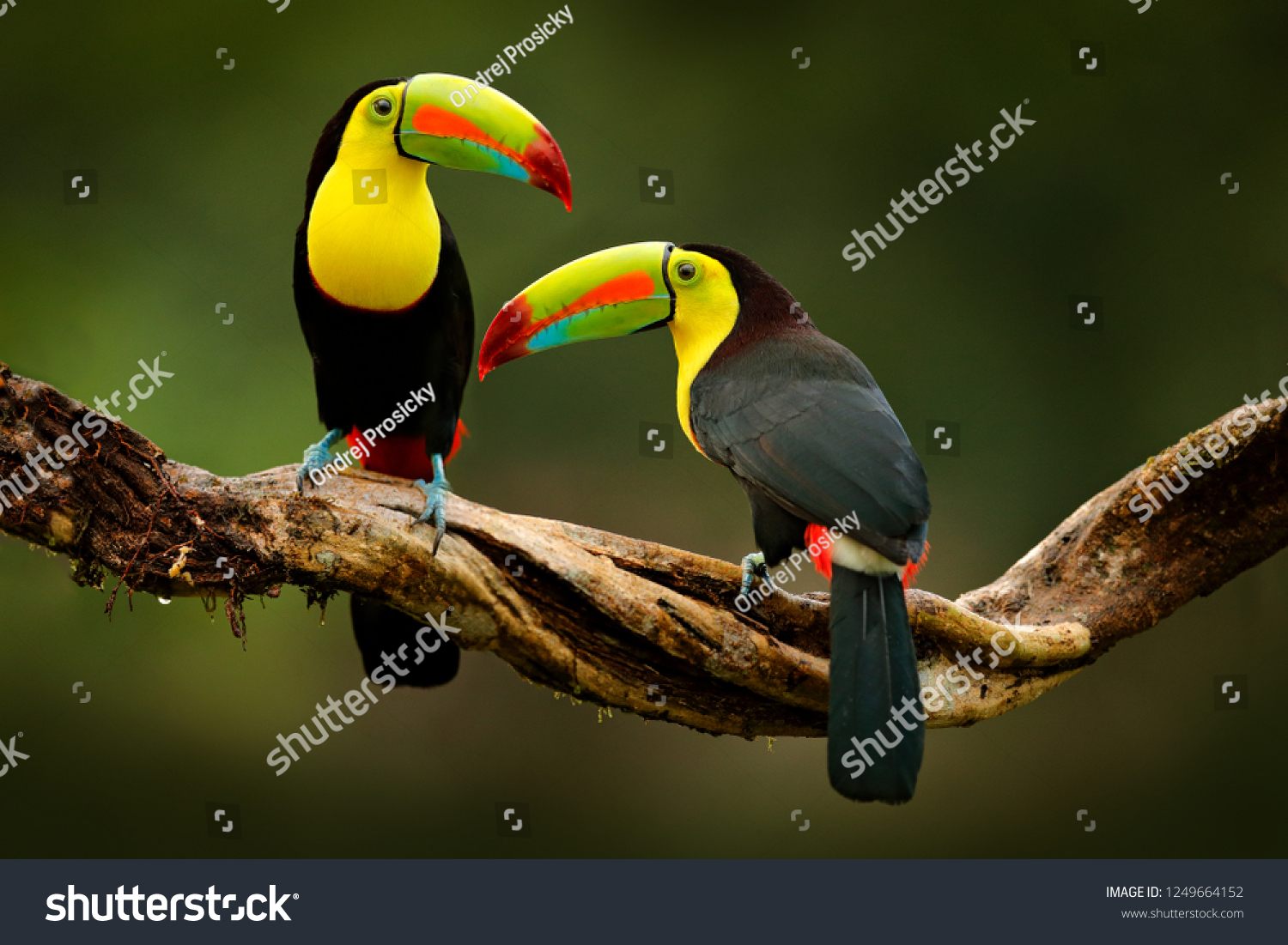 Toucan sitting on the branch in the forest, green vegetation, Costa Rica. Nature travel in central America. Two Keel-billed Toucan, Ramphastos sulfuratus, pair of bird with big bill. Wildlife. #1249664152