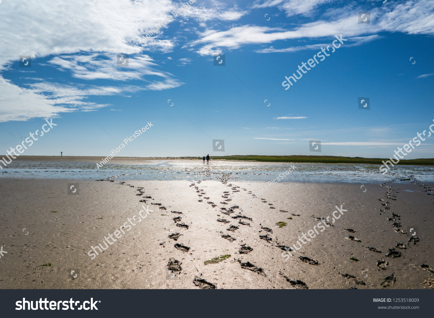 Footprints in the mudflats #1253518009
