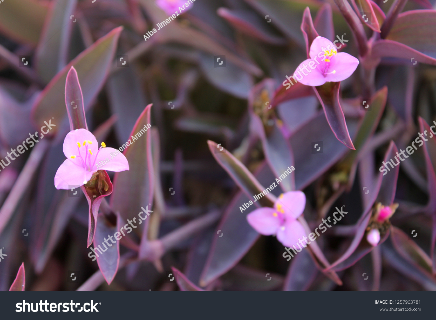 Flower of Tradescantia pallida.  Other common names include purple secretia, purple-heart, and purple queen. #1257963781
