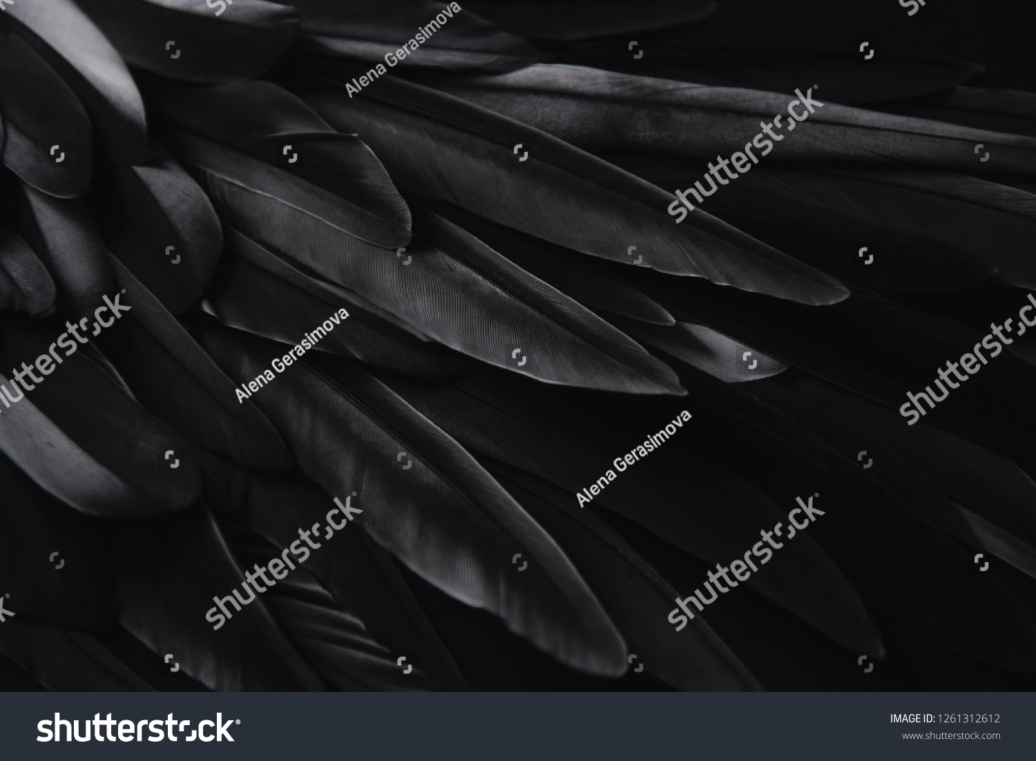 Black wing feathers detail, abstract dark background #1261312612
