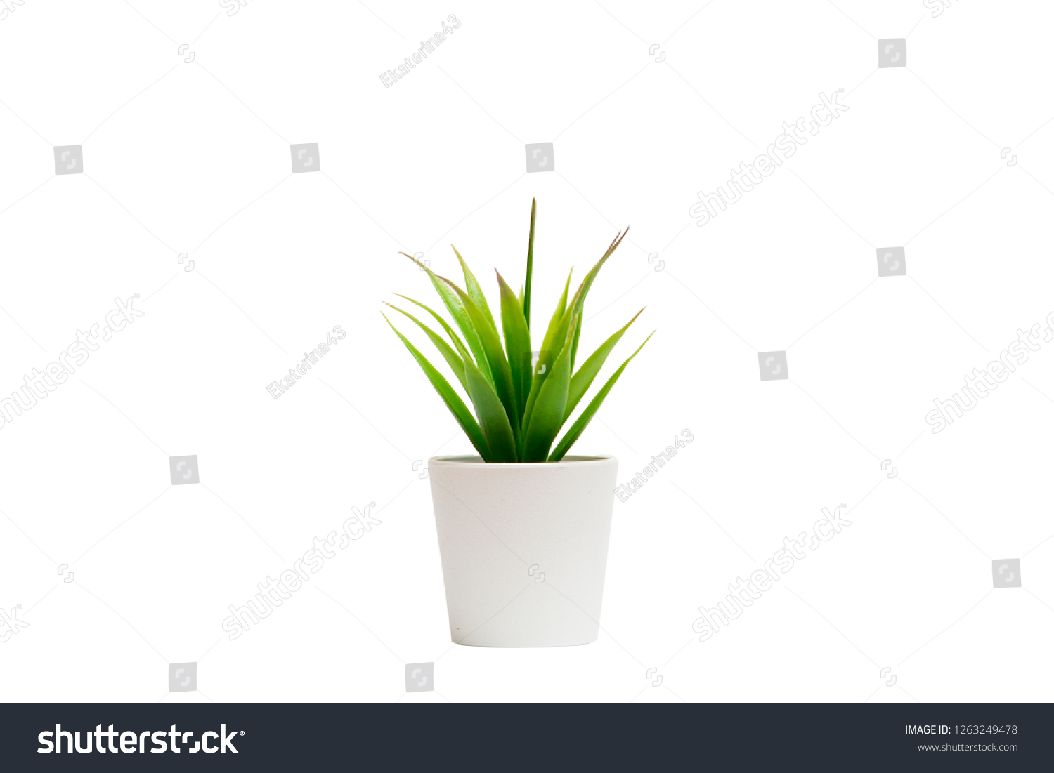 Indoor small green plant #1263249478