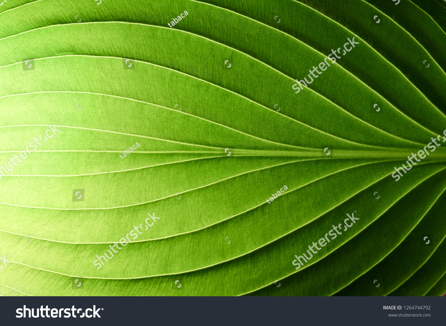 A beautiful fresh green leaf highlighted by the sun. The plant has a beautiful expressive structure.                                 #1264744792