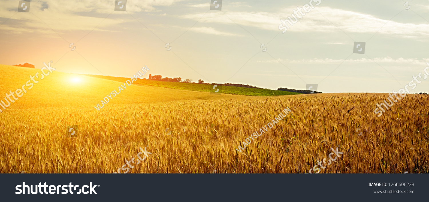 Wheat crop field Sunset Landscape  #1266606223