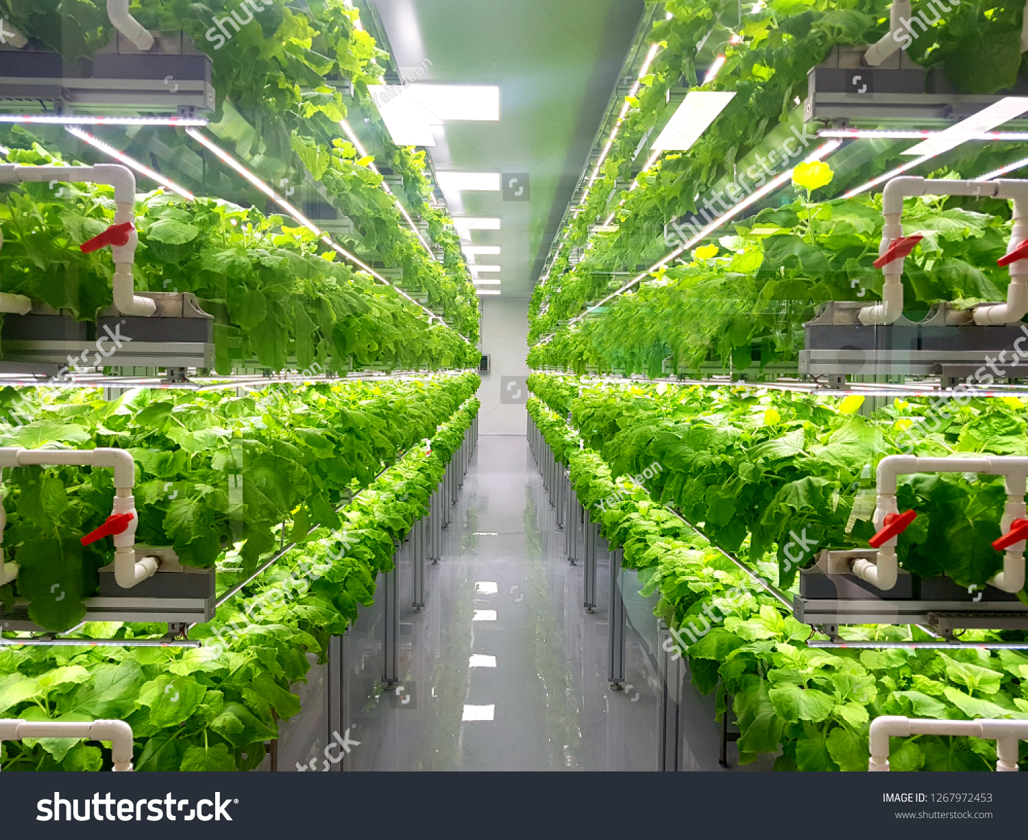 Plant vertical farms producing plant vaccines #1267972453