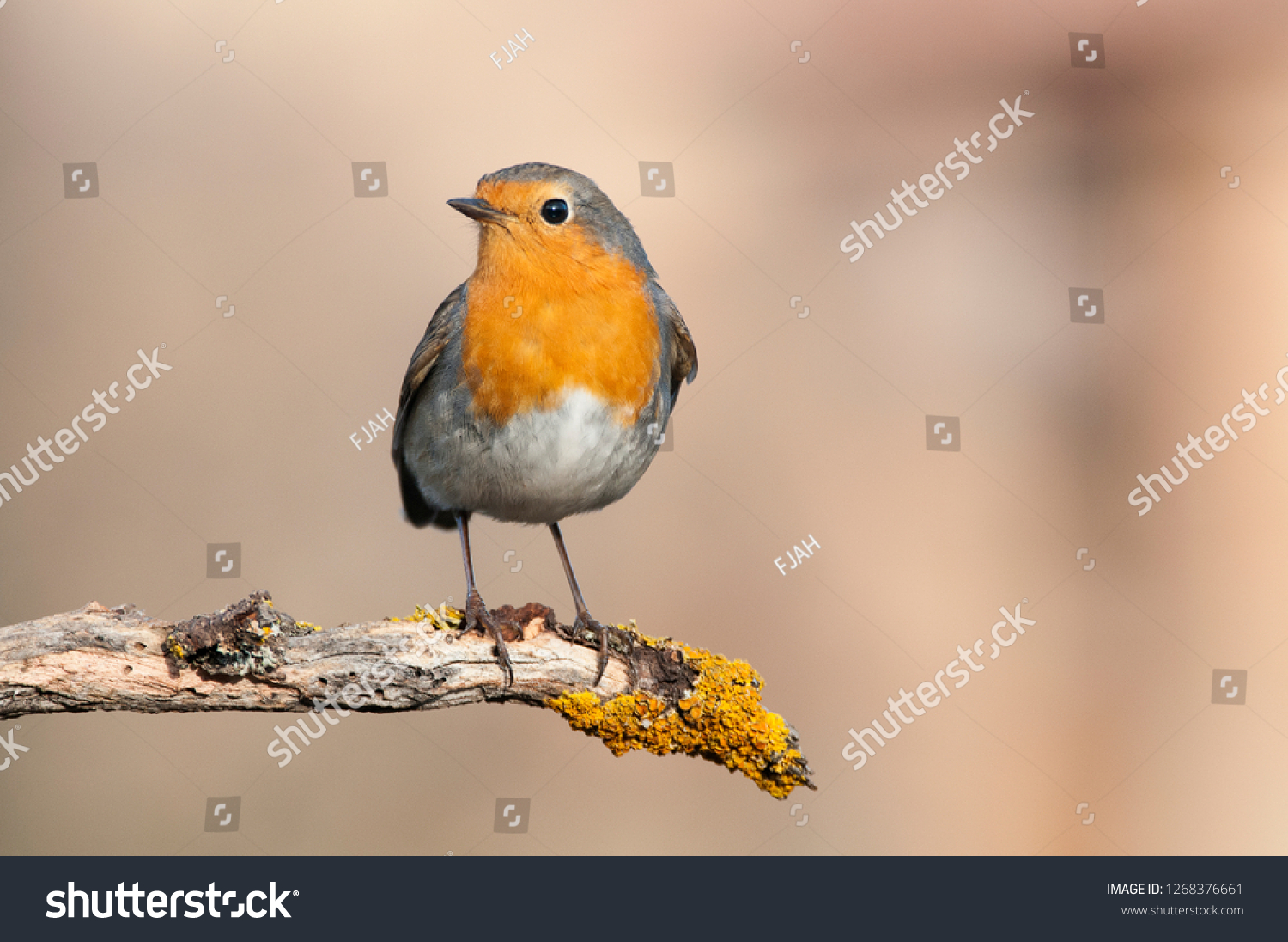 Robin - Erithacus rubecula, standing on a branch #1268376661
