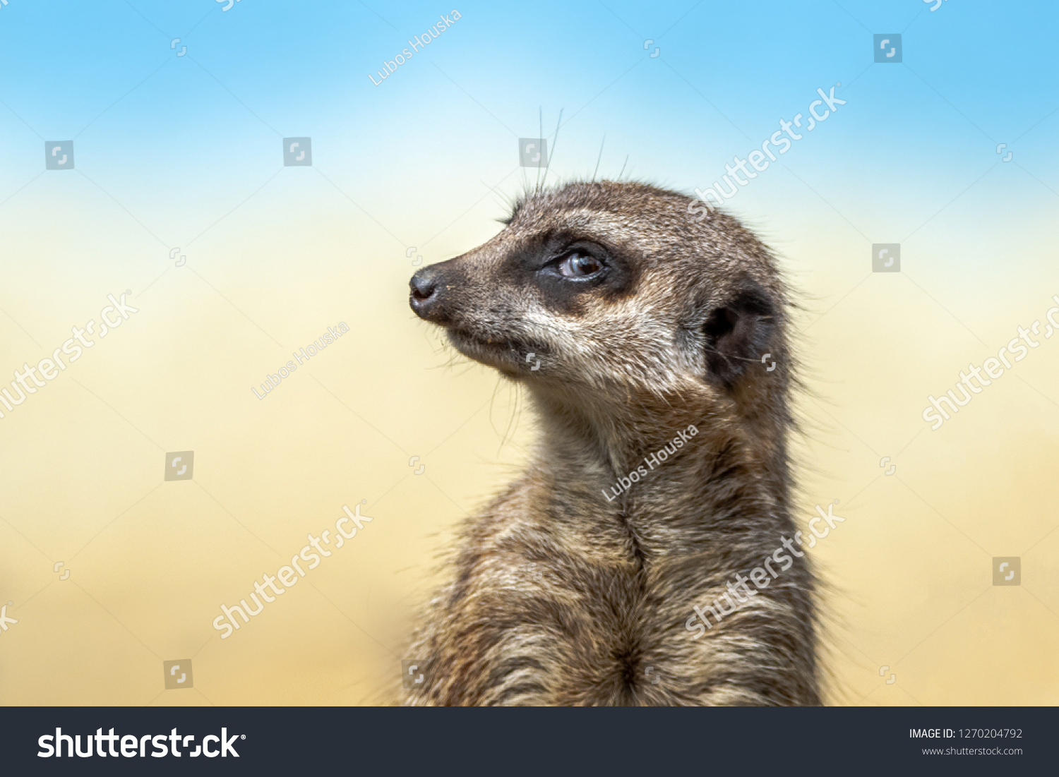 The meerkat or suricate is a small carnivoran belonging to the mongoose family. Meerkats live in Botswana,   Namibia and southwestern Angola, and in South Africa. #1270204792