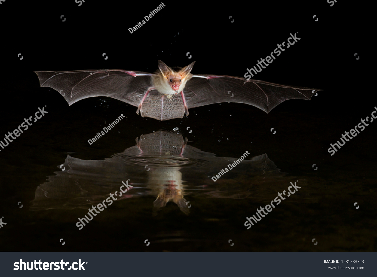 Usa, Arizona, pallid bat, (Antrozous pallidus) Bat drinking. #1281388723