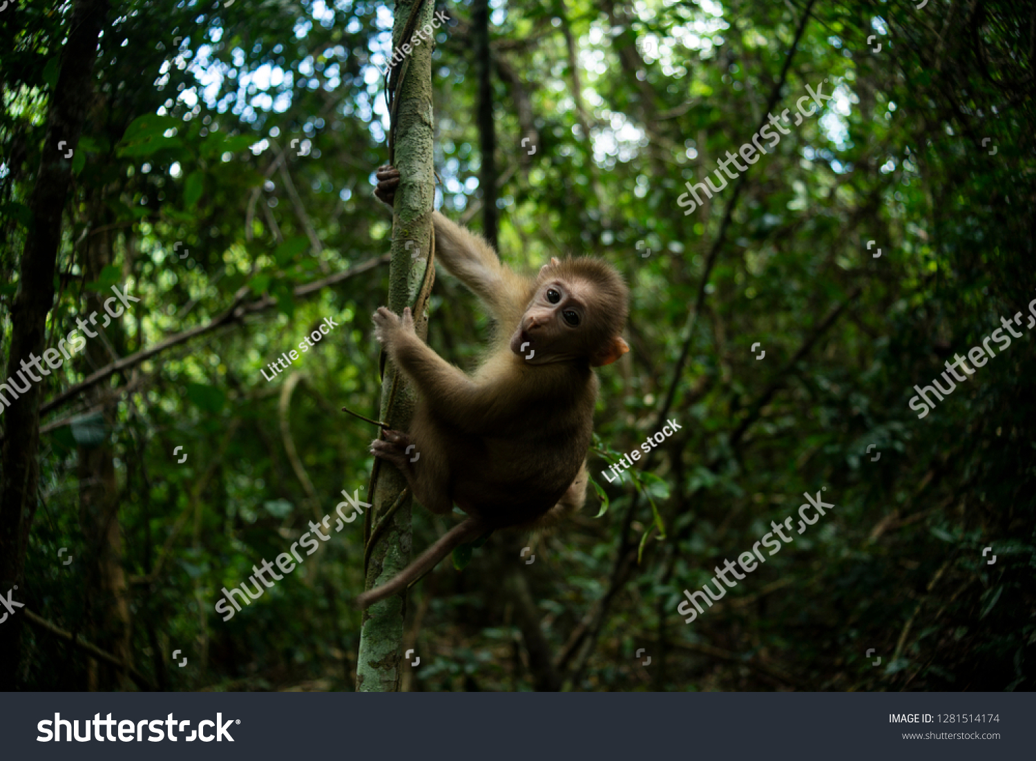 Cute monkey in forest #1281514174