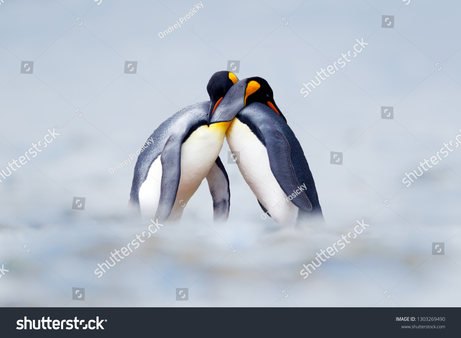King penguin mating couple cuddling in wild nature, snow and ice. Pair two penguins making love. Wildlife scene from white nature. Bird behavior, wildlife scene from nature, South Georgia, Antarctica. #1303269490