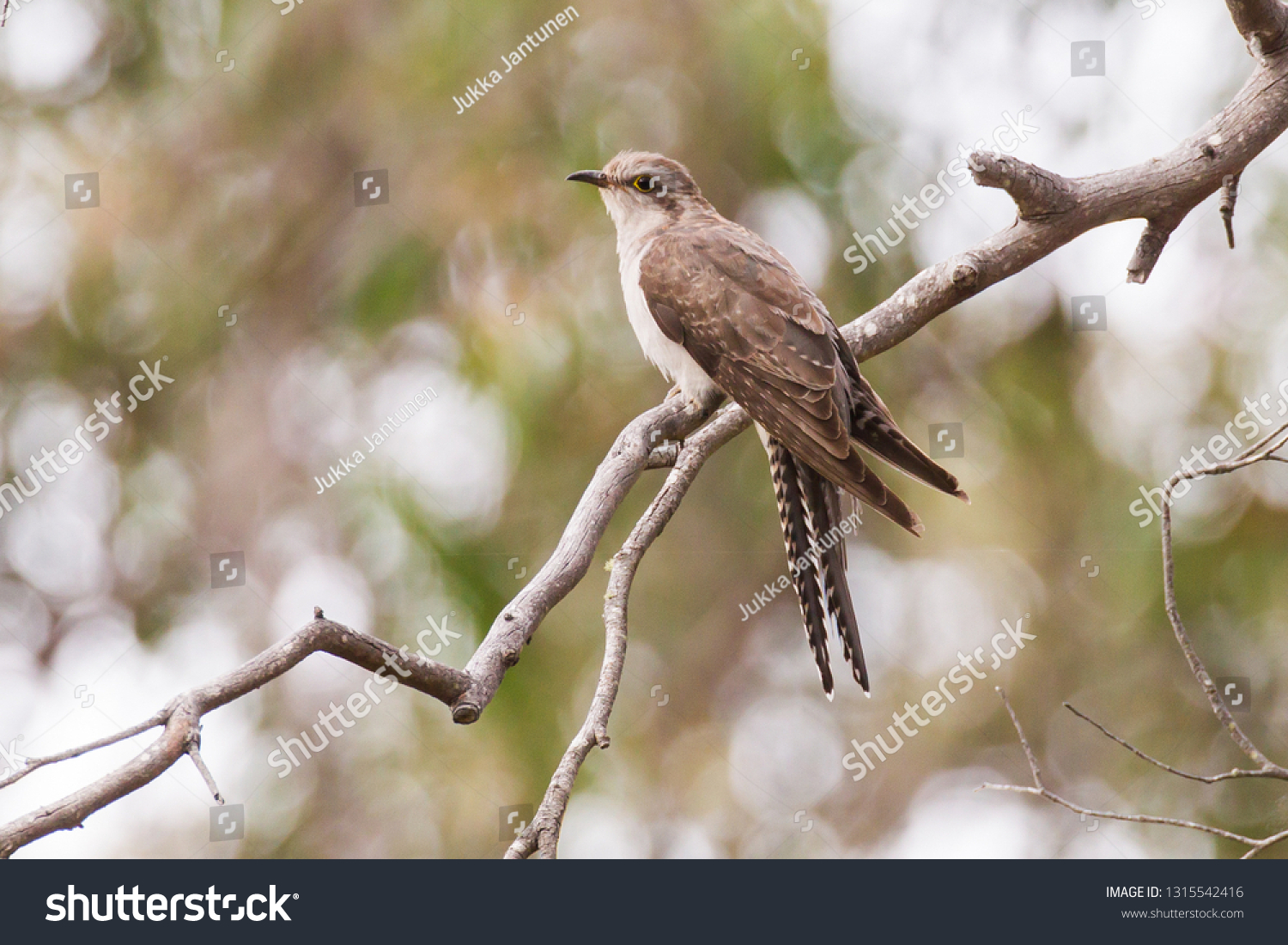 Pallid Cuckoo Cacomantis pallidus on Bruny Island, Tasmania, Australia #1315542416