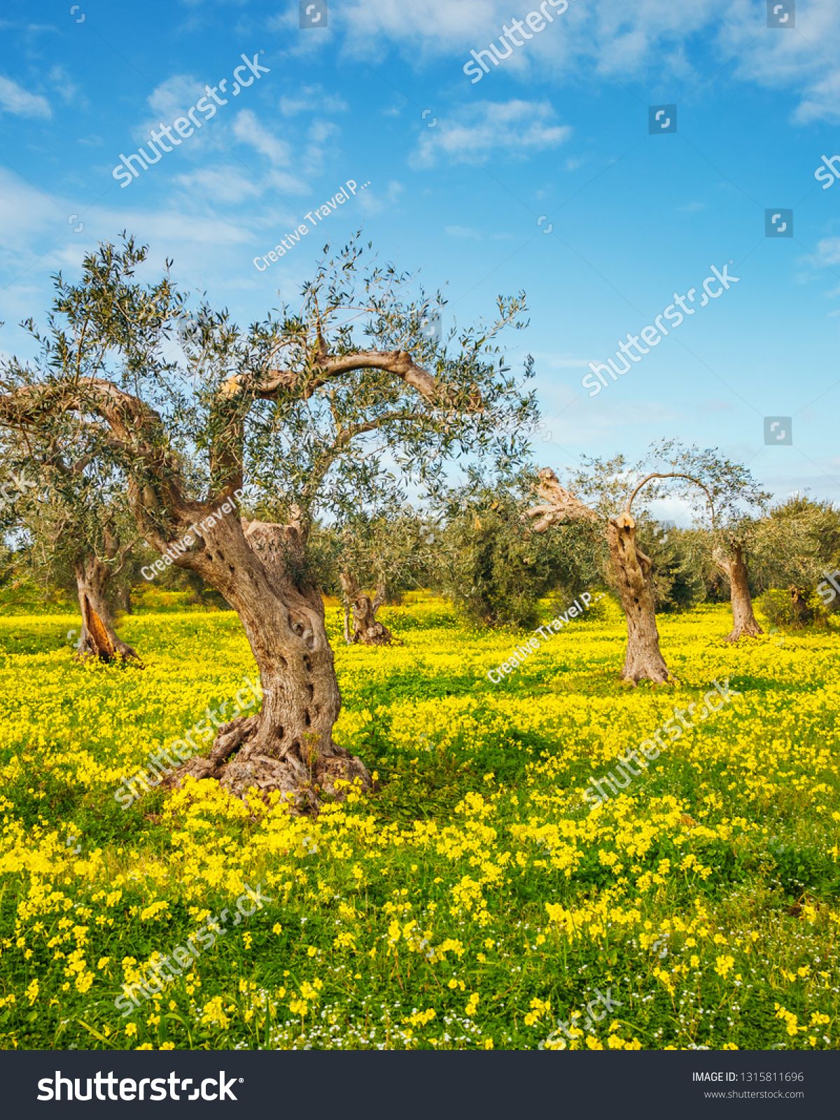 Incredible flowering field in an olive grove. Location place Island Sicily, Italy, Europe. Scenic image of spring time fresh green meadows in sunny day. Vacation season. Discover the beauty of earth. #1315811696