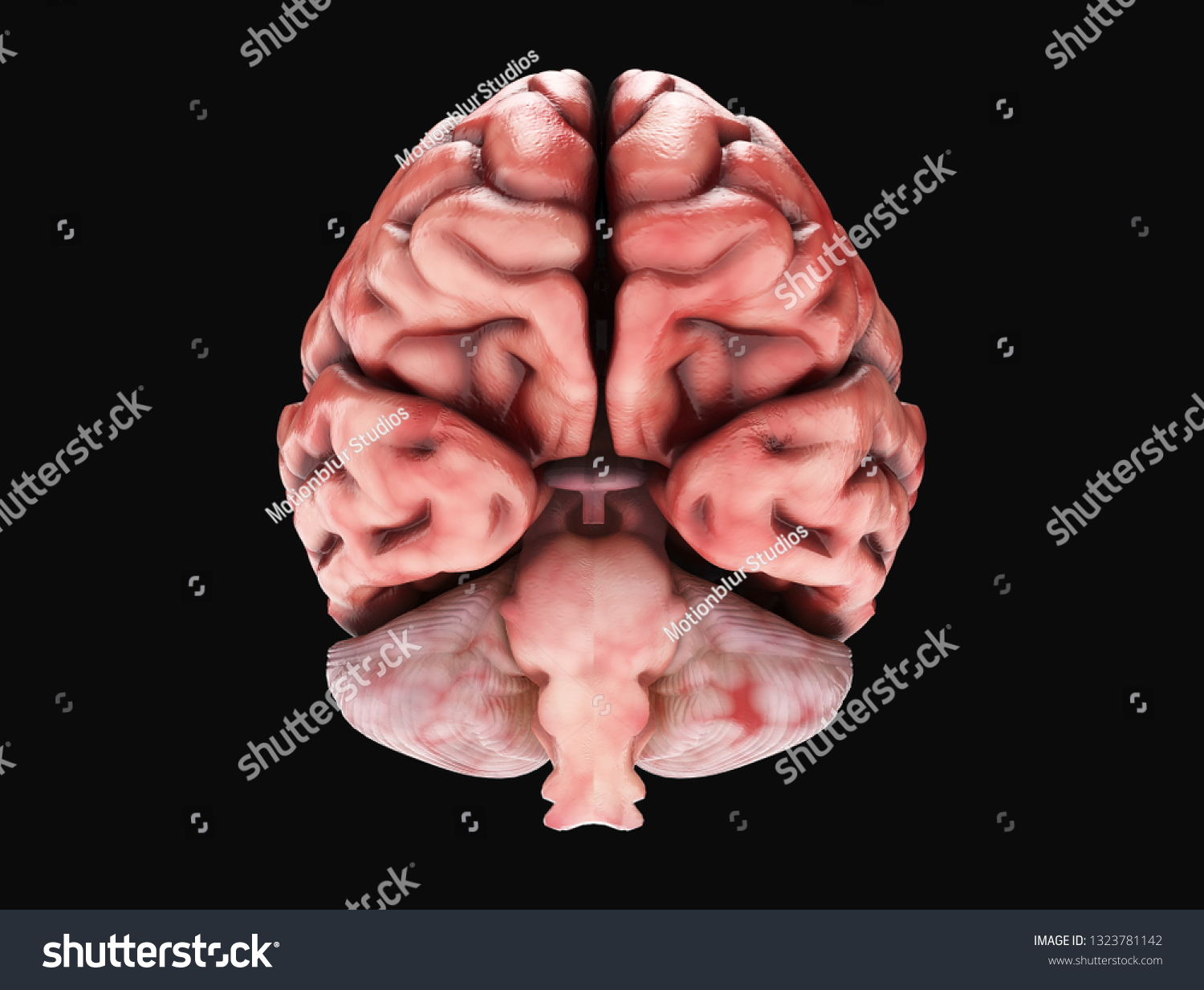 Medically accurate illustration of a realistic human brain. 3d rendering #1323781142