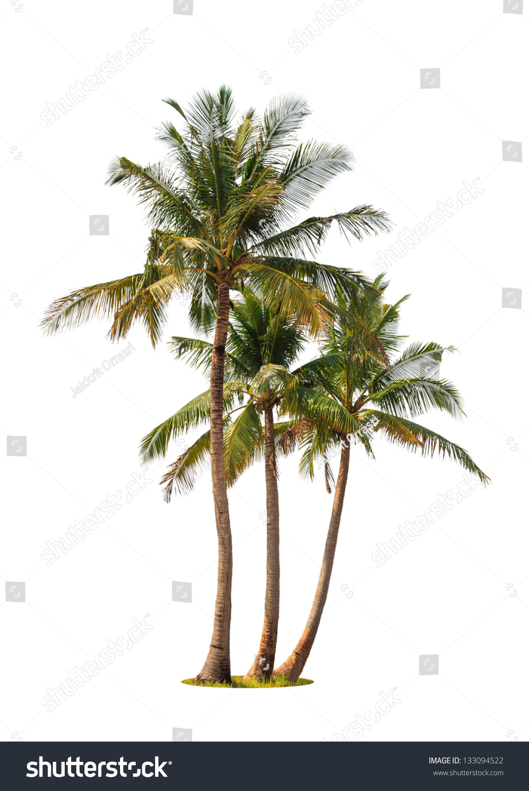 Three coconut palm trees isolated on white background #133094522