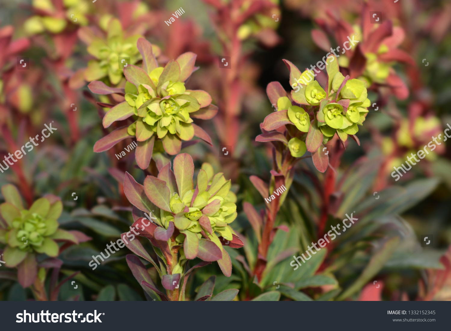 Wood spurge Purpurea - Latin name - Euphorbia amygdaloides Purpurea #1332152345