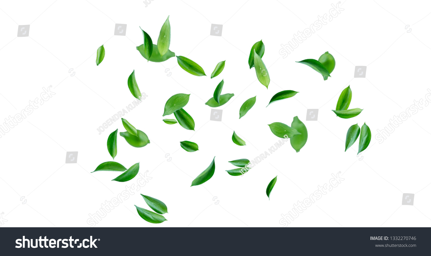 Nature Tree Leaves image with white background #1332270746
