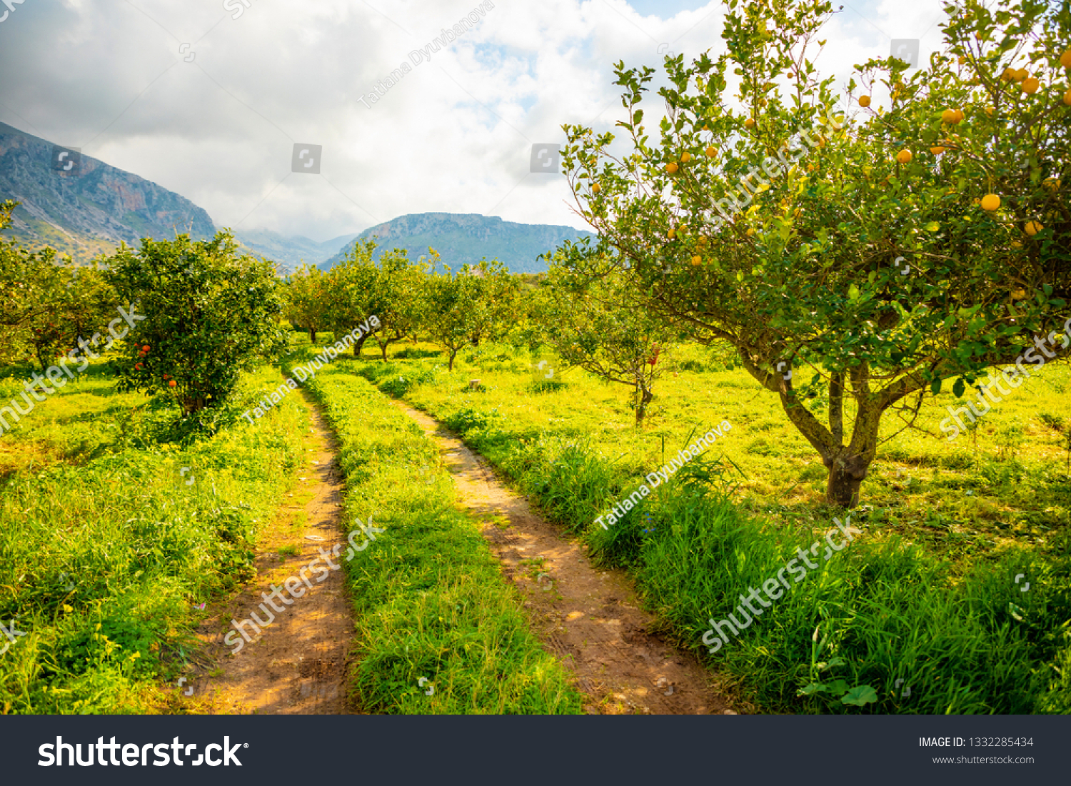 Lemon trees in a citrus grove in Sicily in Italy #1332285434