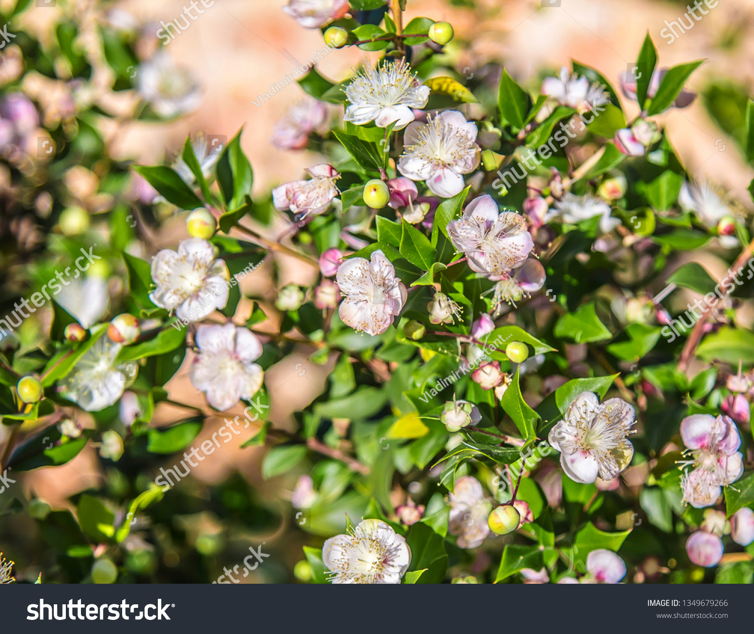 White pink flowers of a plant ligustrum on a background of stones in nature #1349679266
