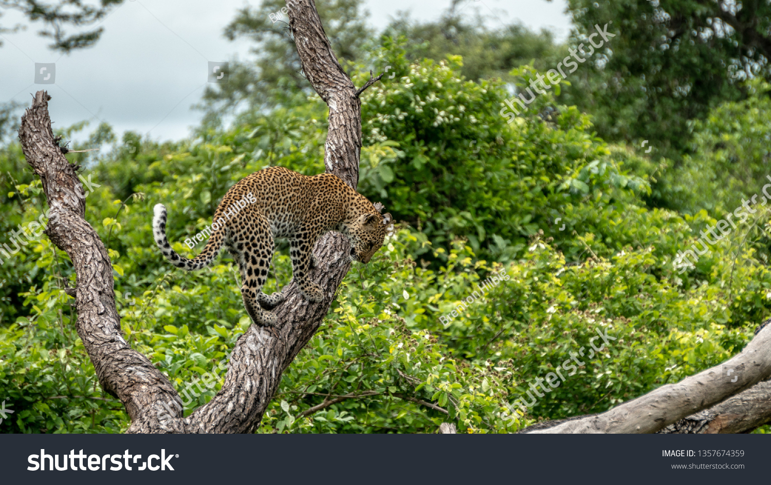Leopard looking down from Branch #1357674359