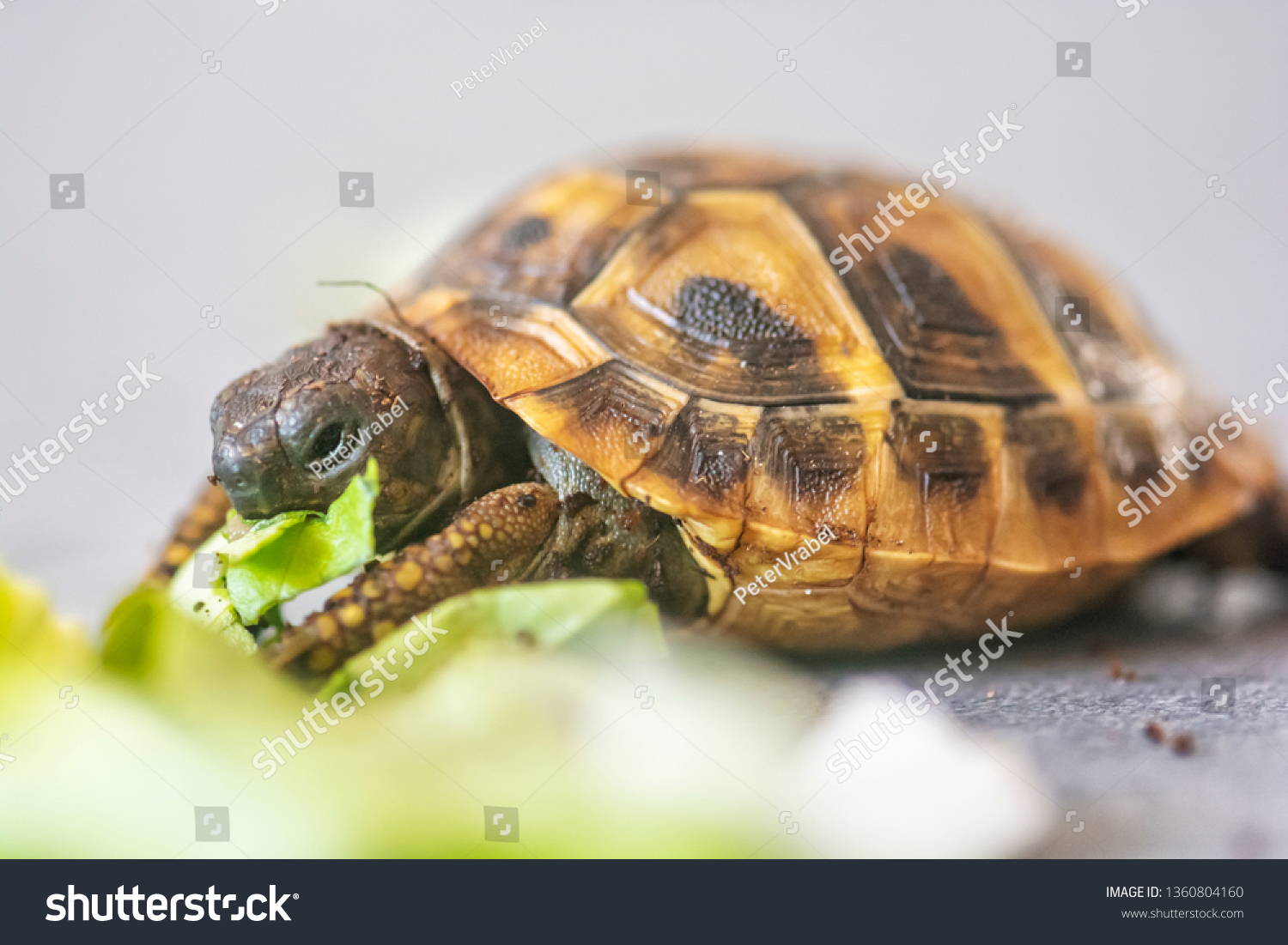 Hermann's tortoise - Testudo hermanni. Turtle is feeding. #1360804160