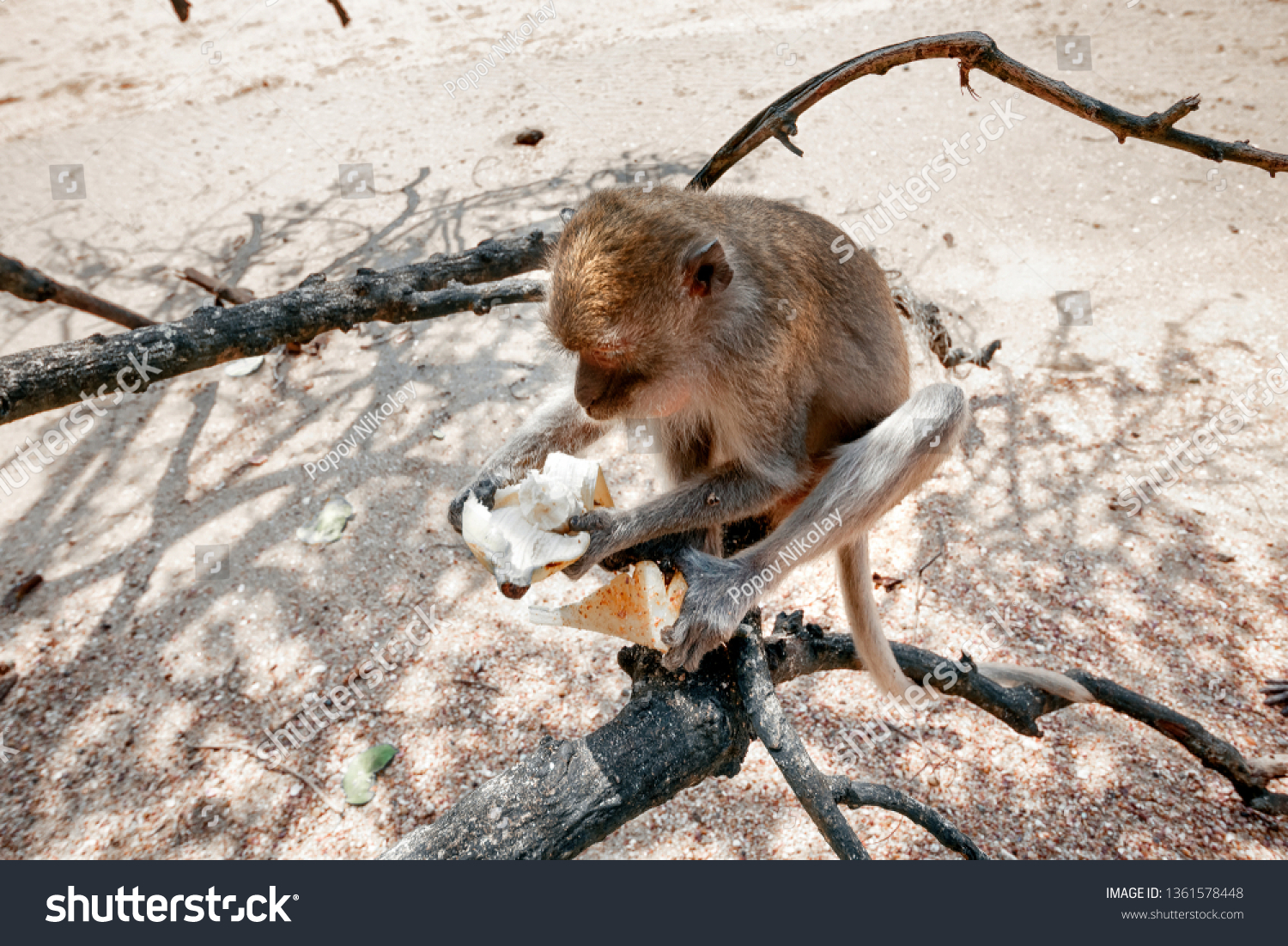 Funny monkey sitting on a tree and eat banana close up. Monkey witn banana on the beach. #1361578448
