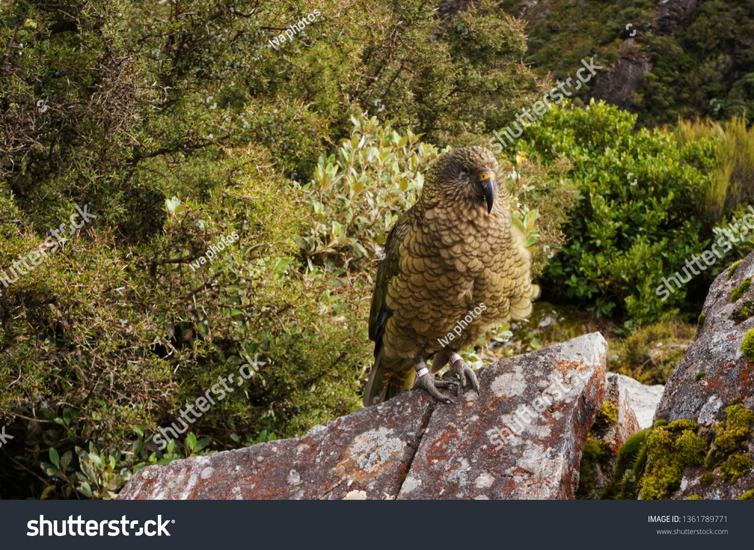 Nestor Kea parrot lives in forest mountain areas in South island in New Zealand #1361789771
