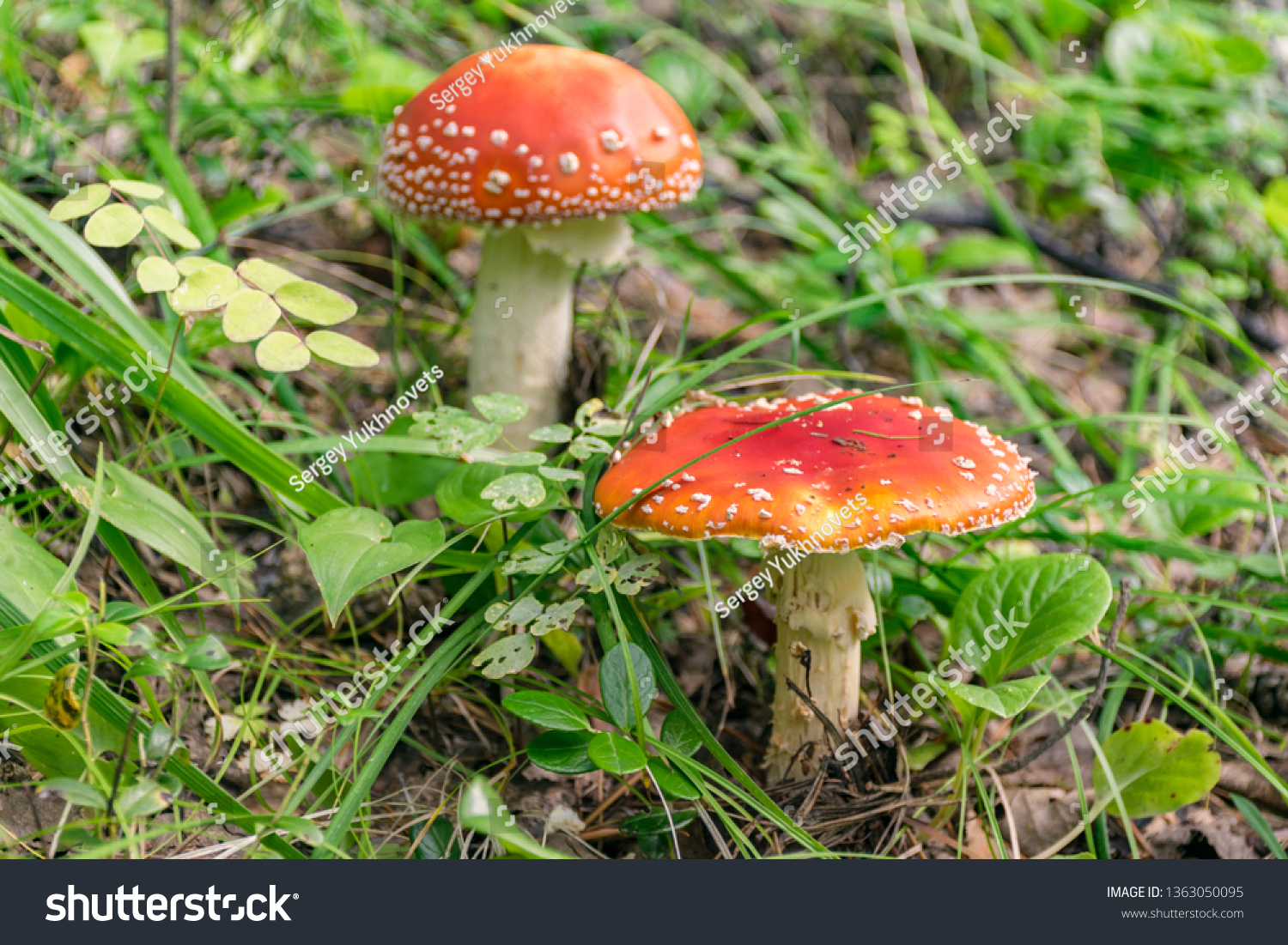 Amanita Muscaria. Red poisonous Fly Agaric mushrooms in the grass  #1363050095