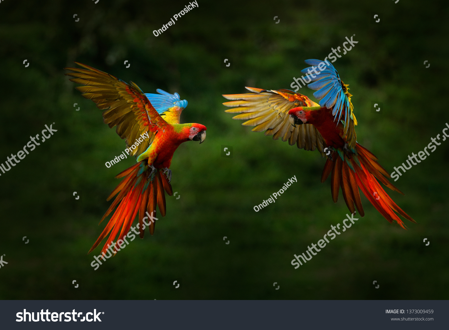 Hybrid parrots in forest. Macaw parrot flying in dark green vegetation. Rare form Ara macao x Ara ambigua, in tropical forest, Costa Rica. Wildlife scene from tropical nature. Red bird in fly, jungle. #1373009459