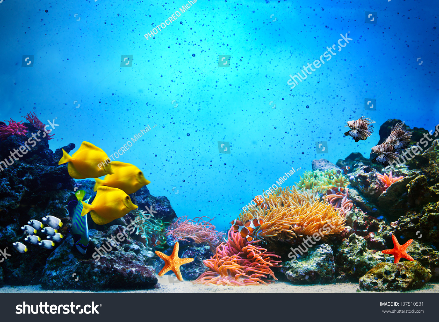 Underwater scene. Coral reef, colorful fish groups and sunny sky shining through clean ocean water. Space underwater for you to fill or just use standalone. High res #137510531