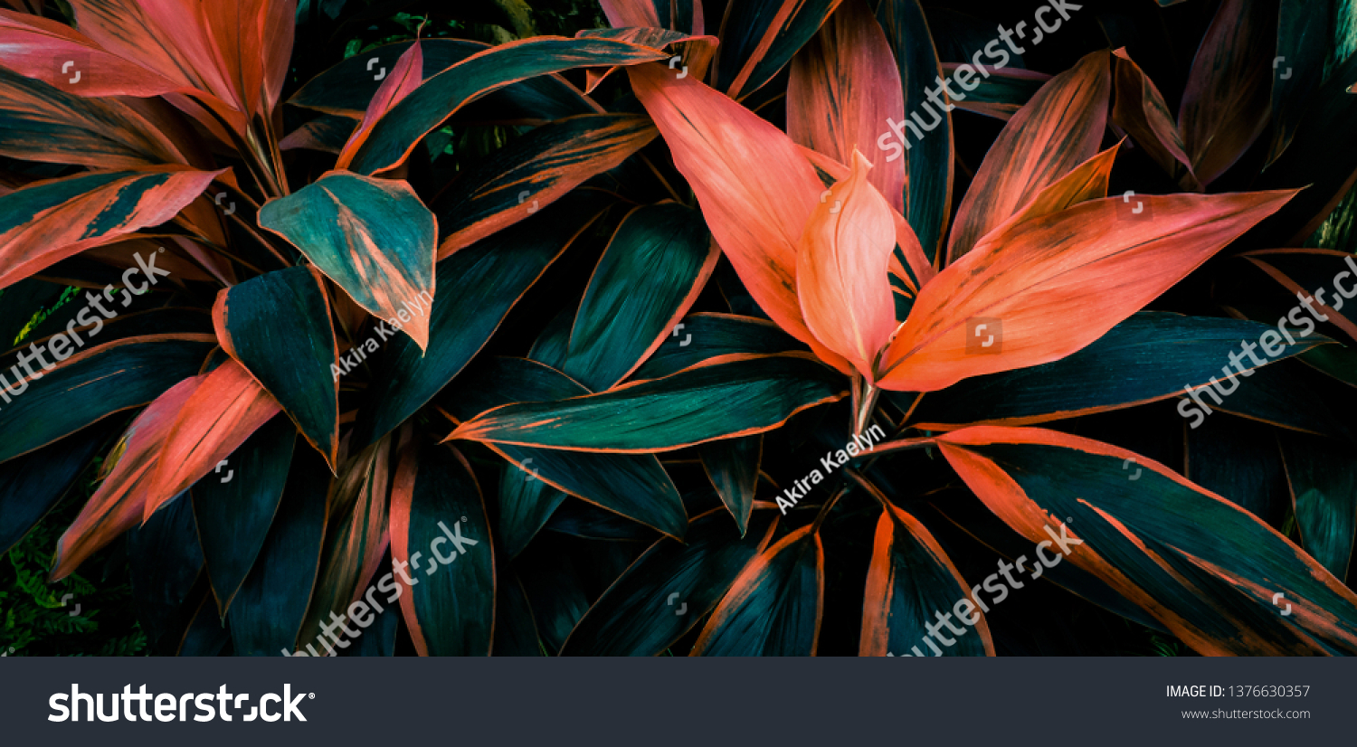 Leaf or plant Cordyline fruticosa leaves calming coral colorful vivid tropical nature background  #1376630357