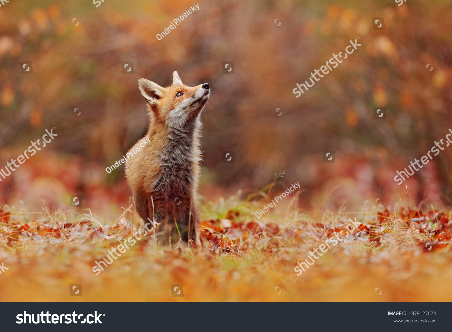 Cute Red Fox, Vulpes vulpes in fall forest. Beautiful animal in the nature habitat. Wildlife scene from the wild nature, Germany, Europe. Cute animal in habitat. Red fox running on orange autumn leave #1379127074