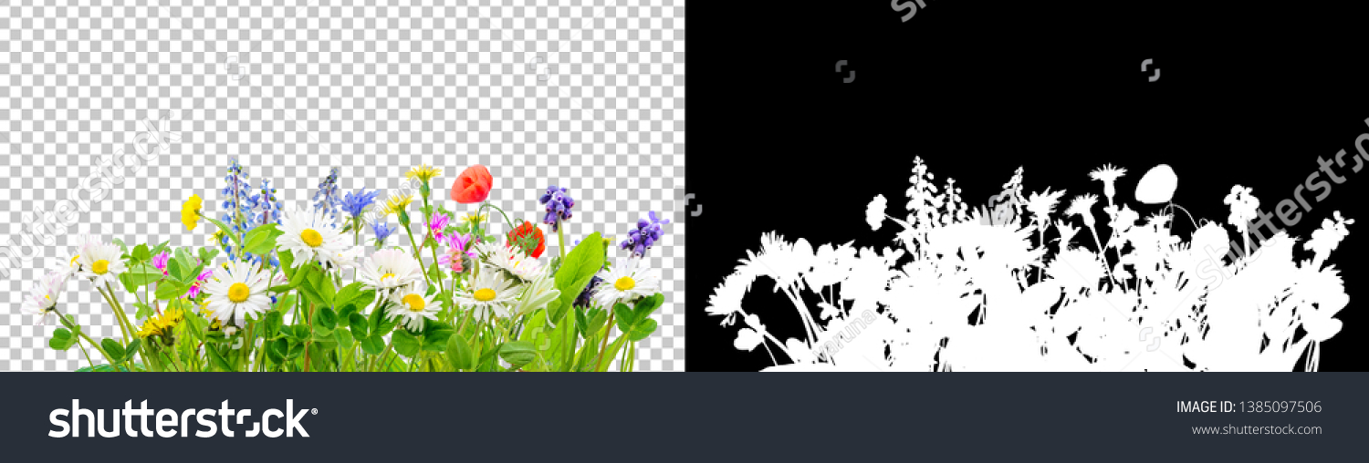 spring grass and daisy wildflowers isolated with clipping path and alpha channel #1385097506