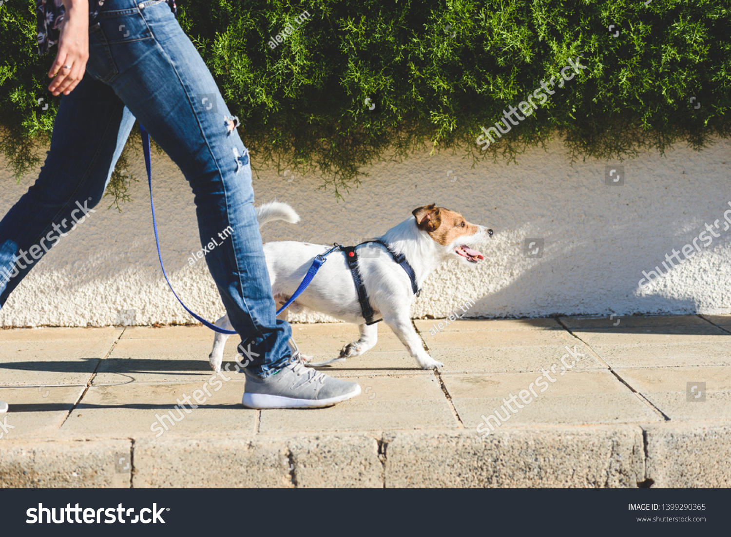 Dog walker strides with his pet on leash while walking at street pavement #1399290365