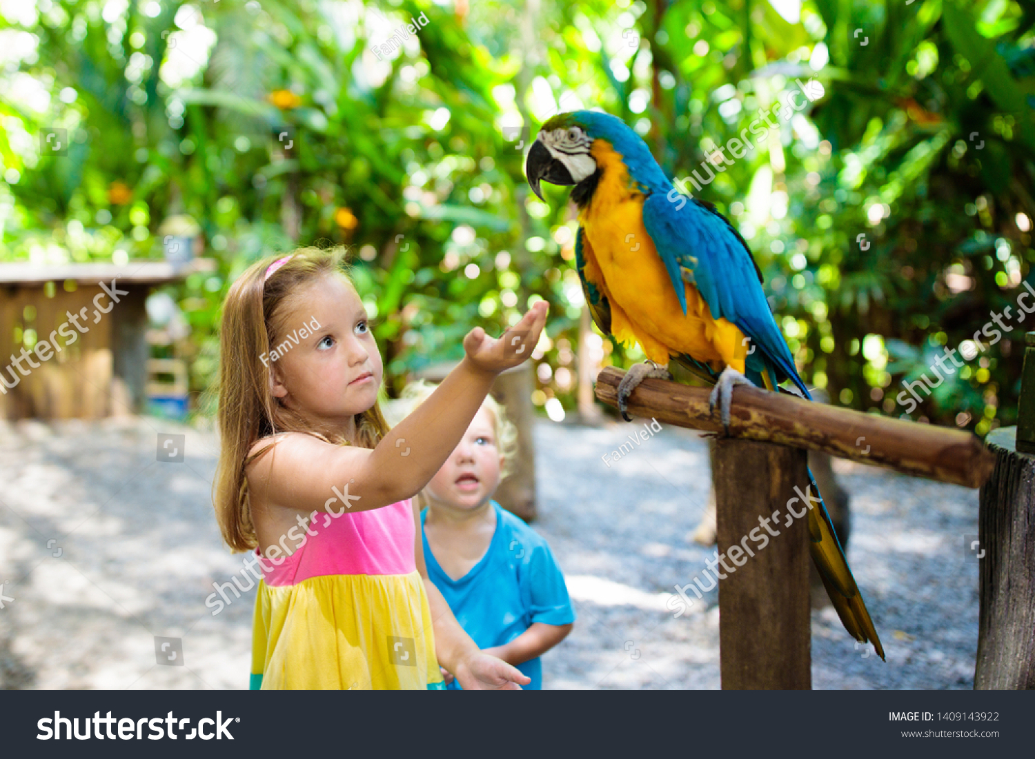 Kid feeding macaw parrot in tropical zoo. Child playing with big rainforest bird. Kids and pets. Children play and feed wild animals in safari park in sunny summer day. Little girl watching parrots. #1409143922