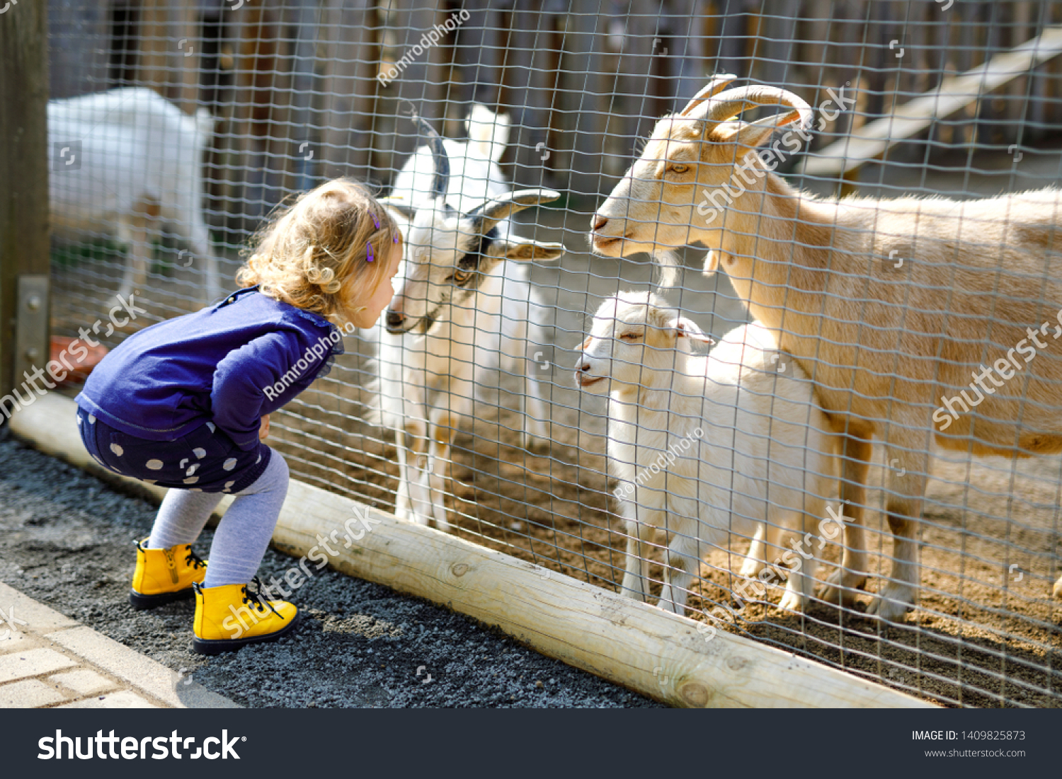 Adorable cute toddler girl feeding little goats and sheeps on a kids farm. Beautiful baby child petting animals in the zoo. Excited and happy girl on family weekend. #1409825873