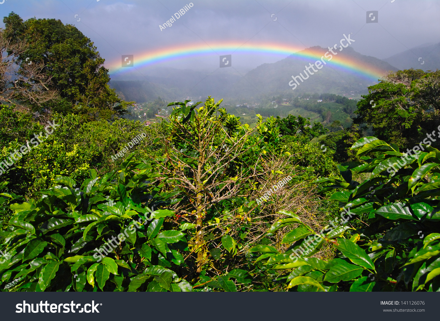 Coffee Plantation and vibrant rainbow in Boquete. Rainbows and coffee plants are common in Boquete, Panama, Central America. #141126076