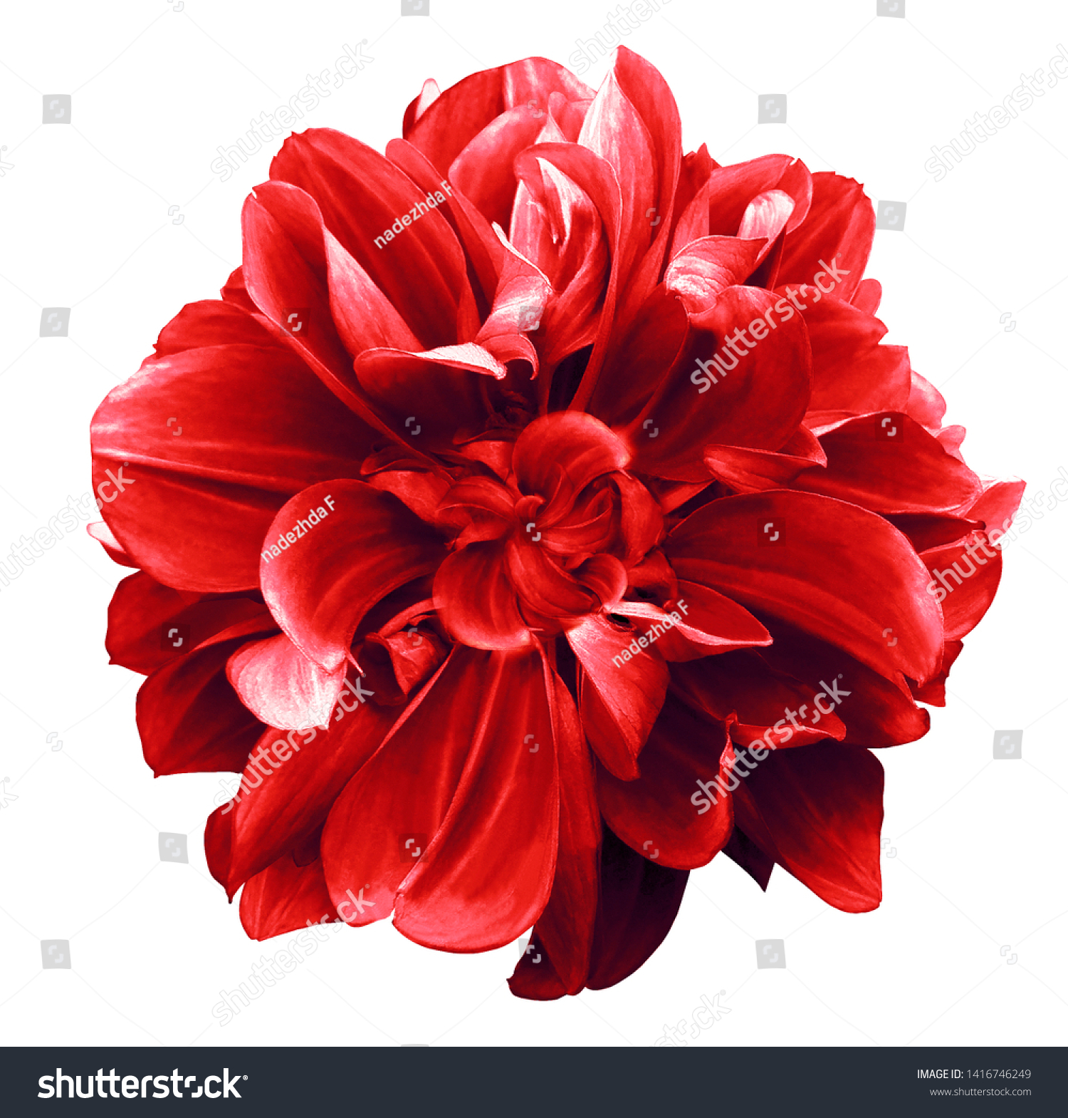 red  dahlia. Flower on the black isolated background with clipping path.  For design.  Closeup.  Nature.  #1416746249