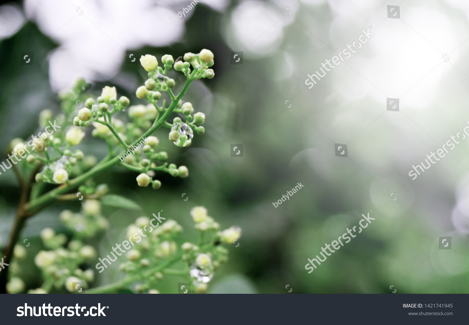 Closeup nature view of green leaf on blurred greenery background in garden with copy space using as background natural green plants landscape, ecology. Blurred green bokeh nature abstract background #1421741945
