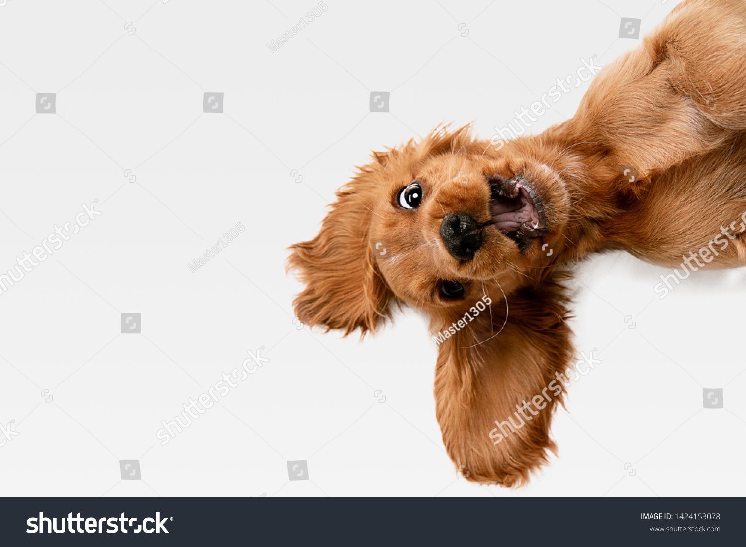 Pure youth crazy. English cocker spaniel young dog is posing. Cute playful white-braun doggy or pet is playing and looking happy isolated on white background. Concept of motion, action, movement. #1424153078