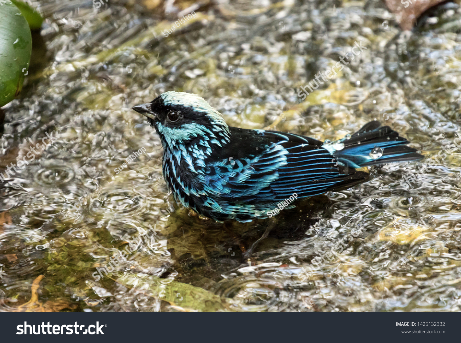Closeup of a beautiful blue and black bird,Beryl-spangled Tanager bathing in a pool of water in Ecuador.Scientific name of this songbird is Tangara nigroviridis. #1425132332