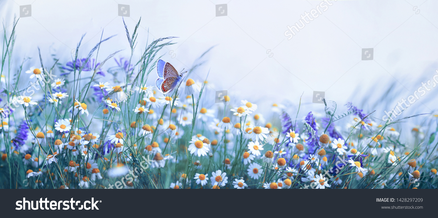 Beautiful wild flowers chamomile, purple wild peas, butterfly in morning haze in nature close-up macro. Landscape wide format, copy space, cool blue tones. Delightful pastoral airy artistic image. #1428297209